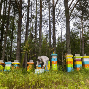 Beekeeper working with colorful honeybee hives in forested area.