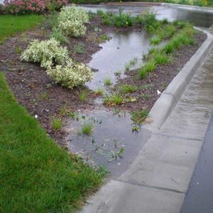 A curb-cut raingarden with water flowing into it